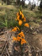 Image of Chloraea chrysantha Poepp.