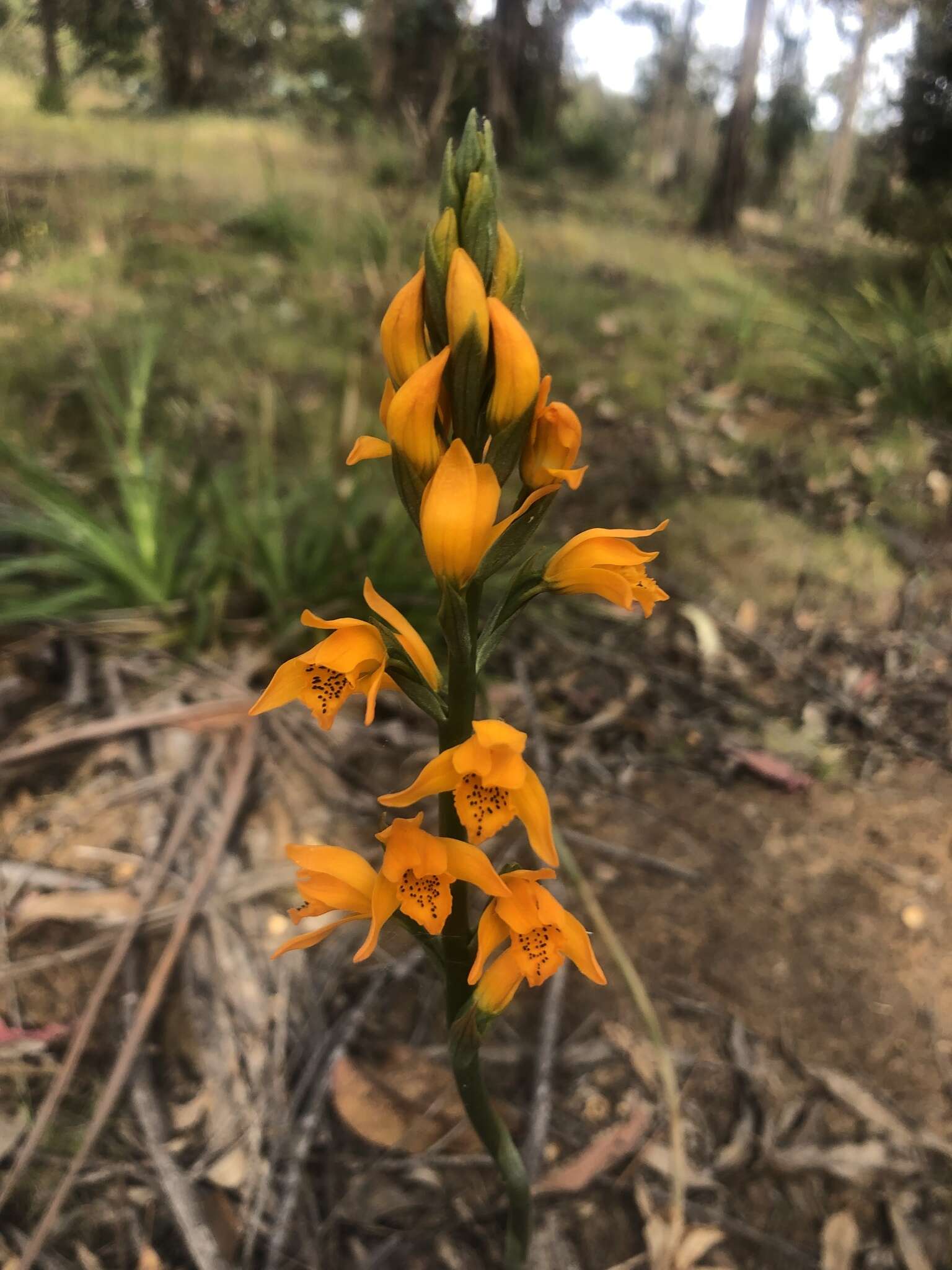 Image of Chloraea chrysantha Poepp.