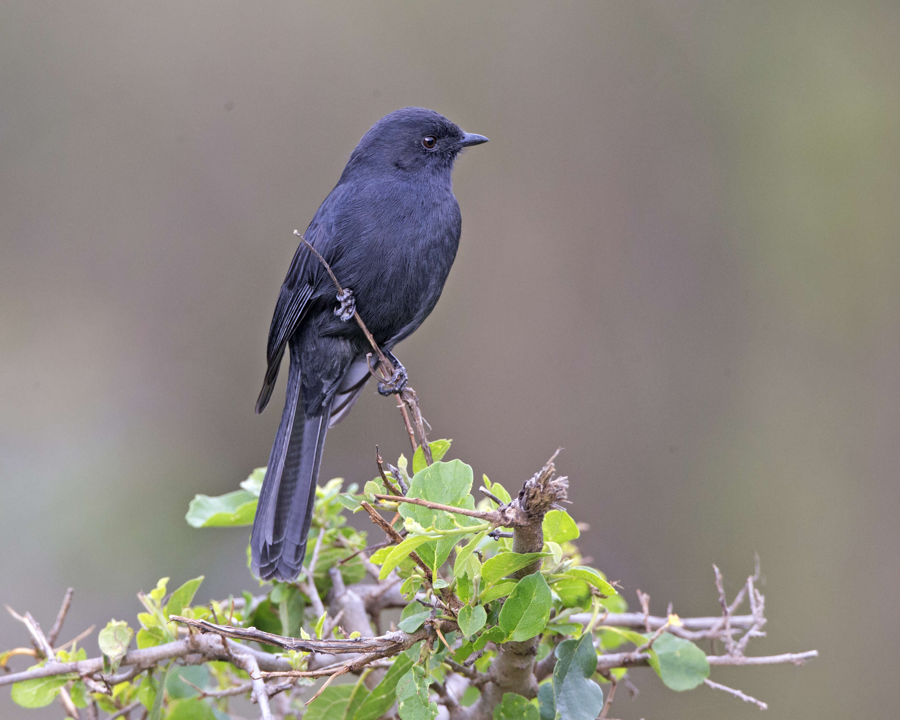 Melaenornis pammelaina (Stanley 1814) resmi