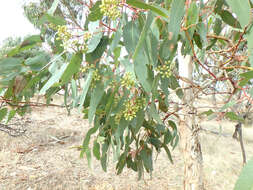 Image of Pink Gum