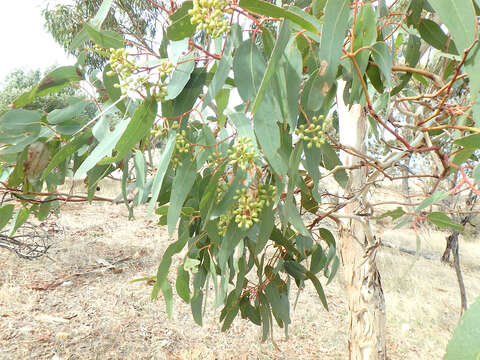 Image of Eucalyptus fasciculosa F. Müll.