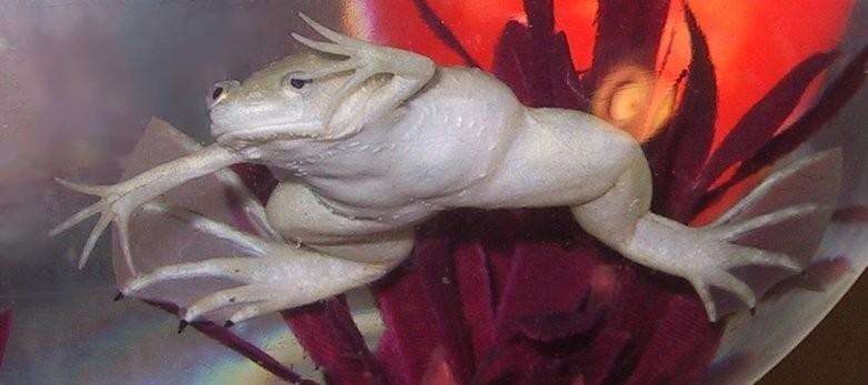Image of African clawed frog