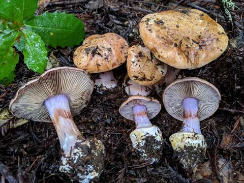 Image of Cortinarius lilaciotinctus Garnica & Ammirati 2011