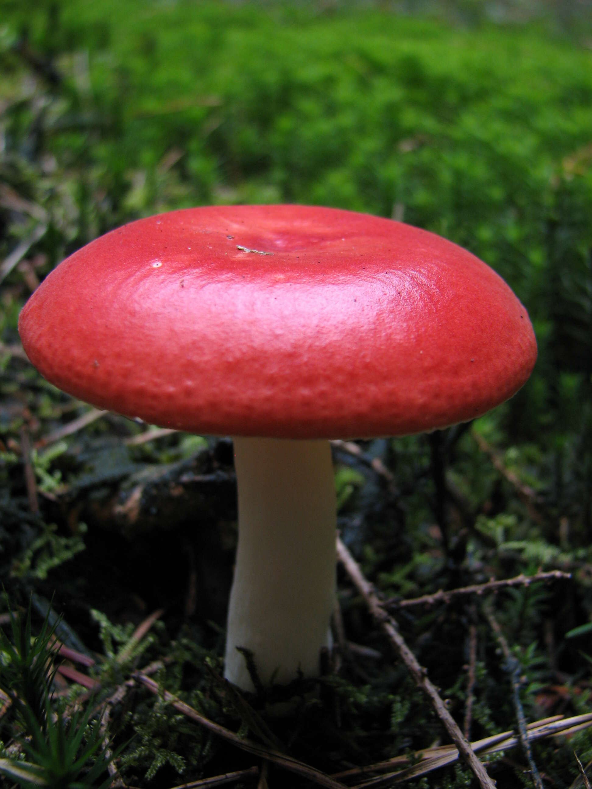 Image of Russula emetica (Schaeff.) Pers. 1796