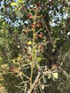 Image of Cleome violacea L.