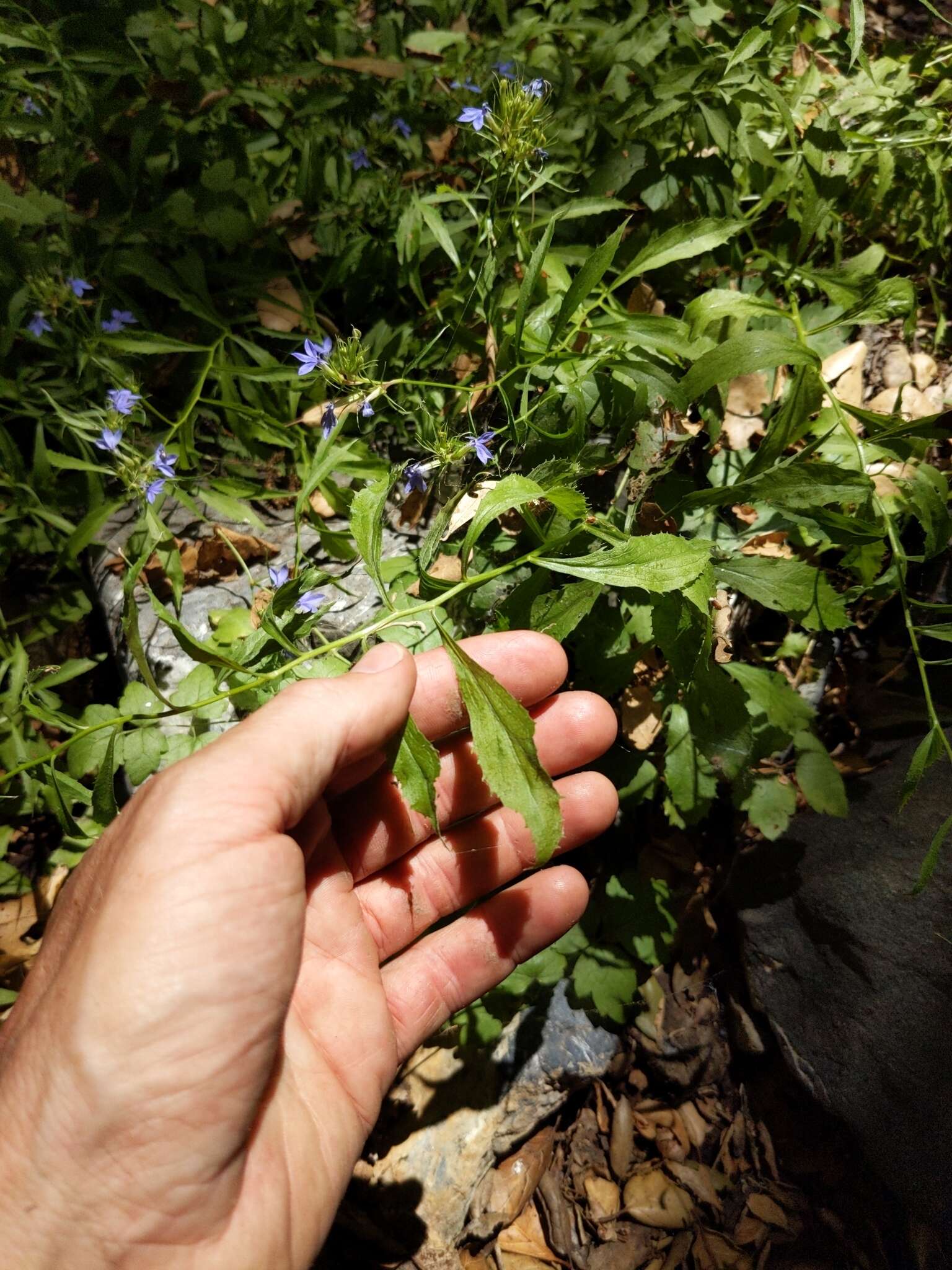 Image of Dunn's lobelia