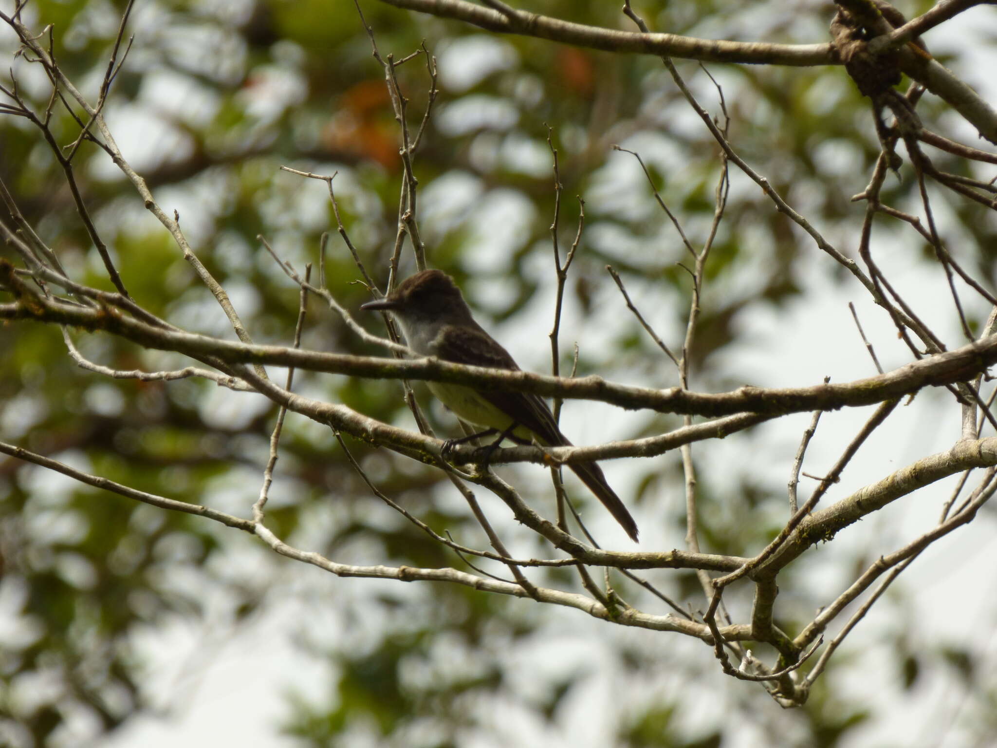 Image of Short-crested Flycatcher