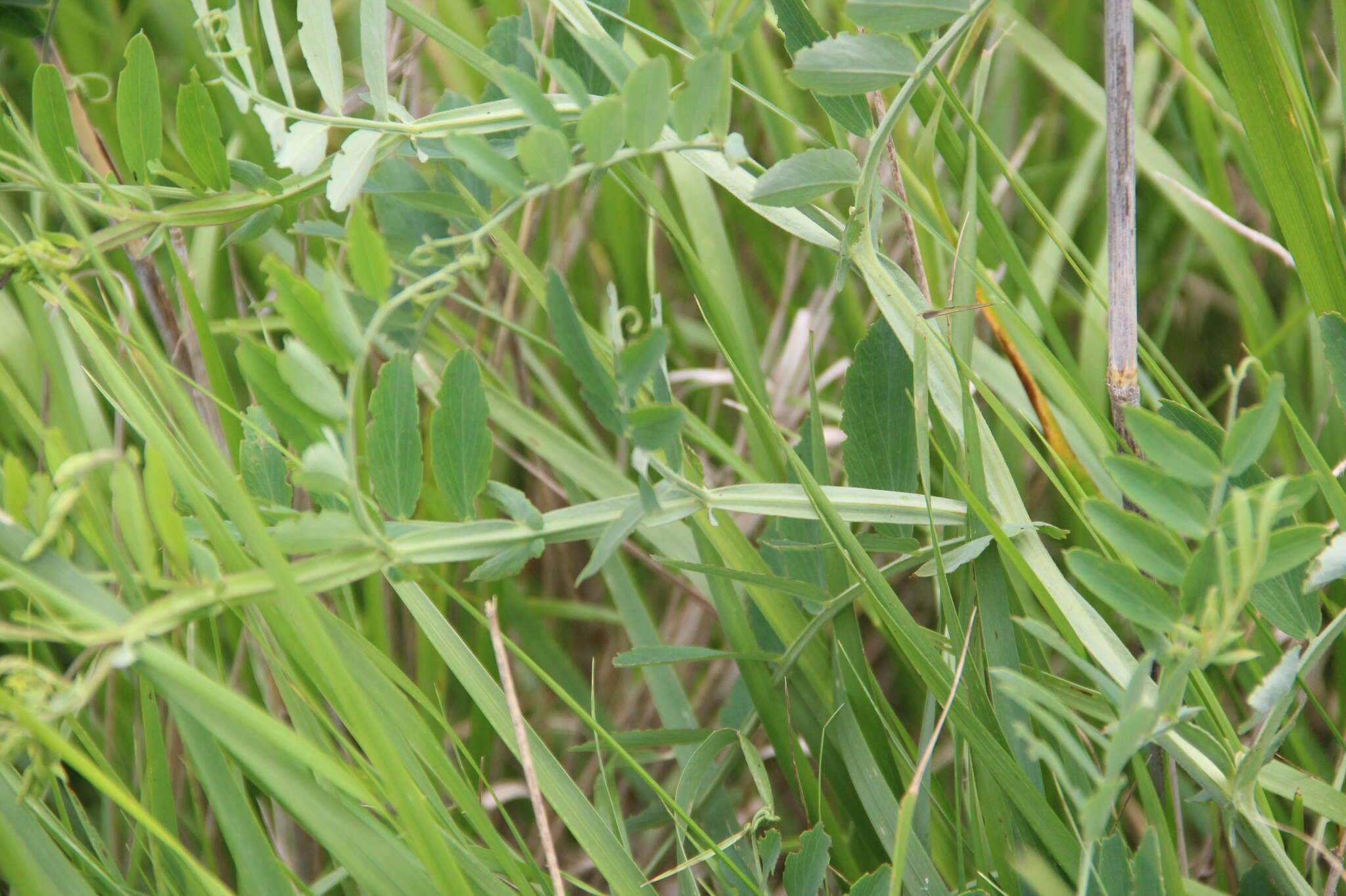 Lathyrus incurvus (Roth) Willd. resmi