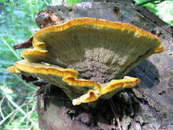 Image of dyer's polypore