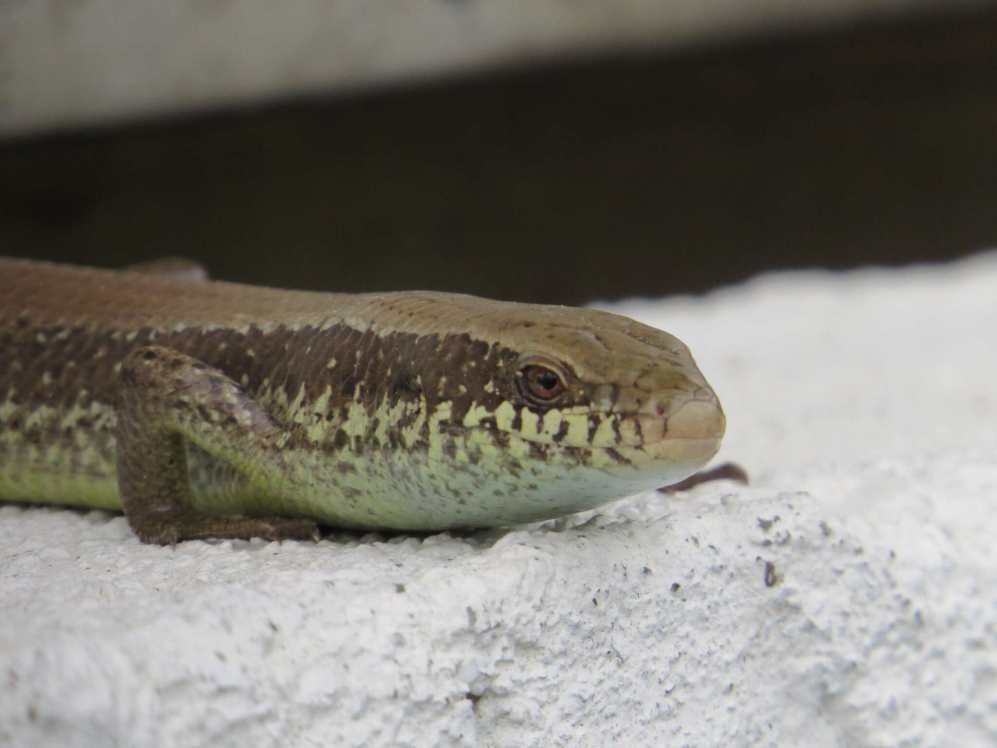 Image of Longtail Mabuya