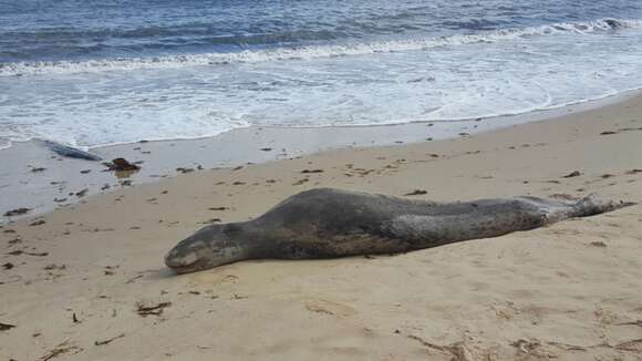 Image of leopard seal