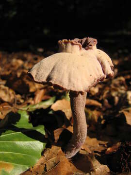 Image of Laccaria amethystina Cooke 1884