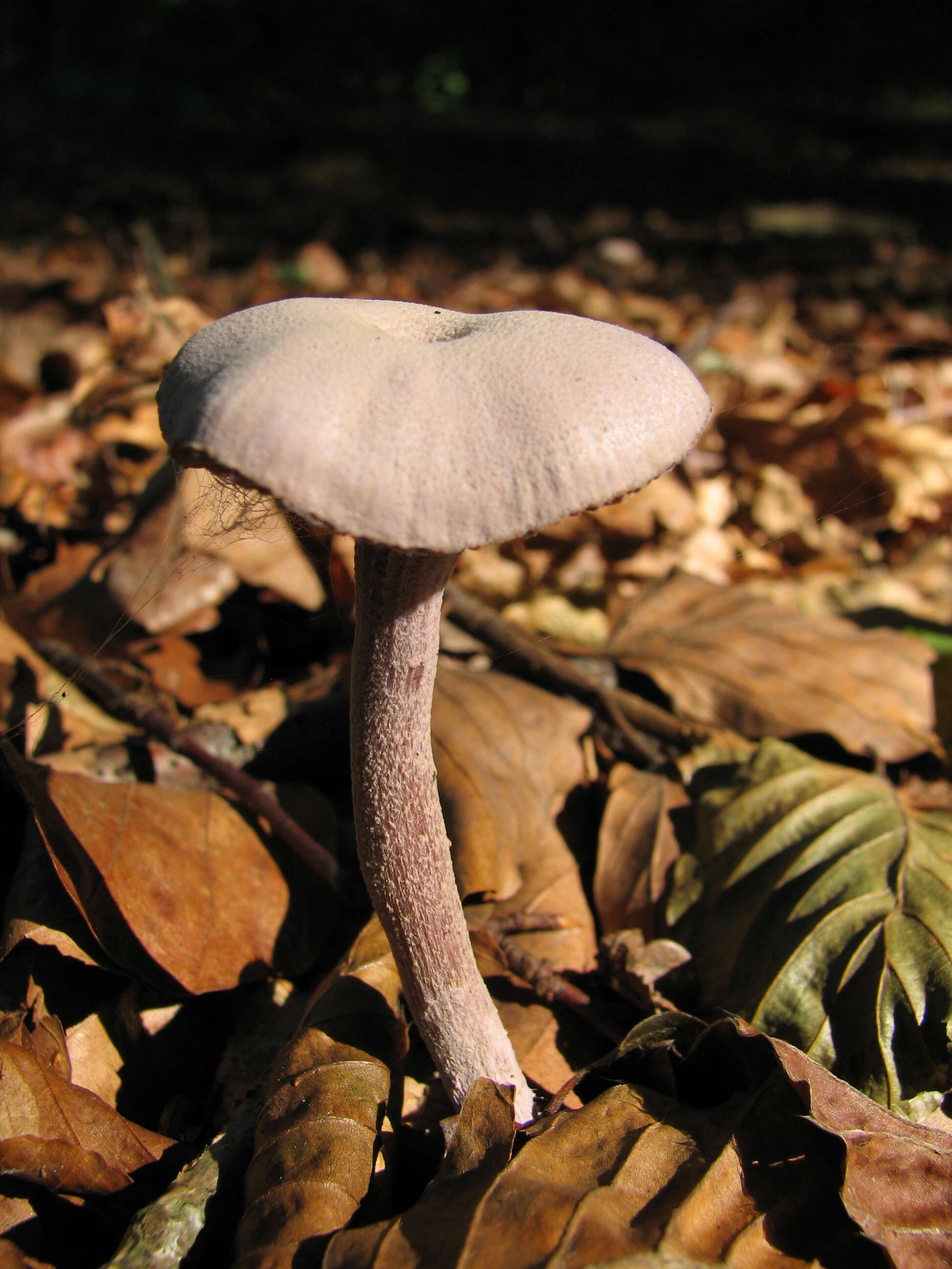 Image of Laccaria amethystina Cooke 1884