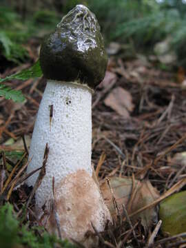 Image of Stinkhorn