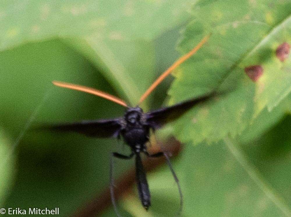 صورة Thyreodon atricolor (Olivier 1811)