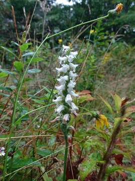 Image of Nodding lady's tresses