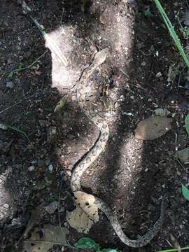 Image of Western Hognose Viper