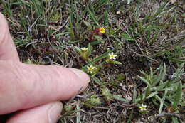 Image of Small-Flower Starlet