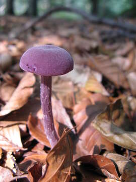 Image of Laccaria amethystina Cooke 1884