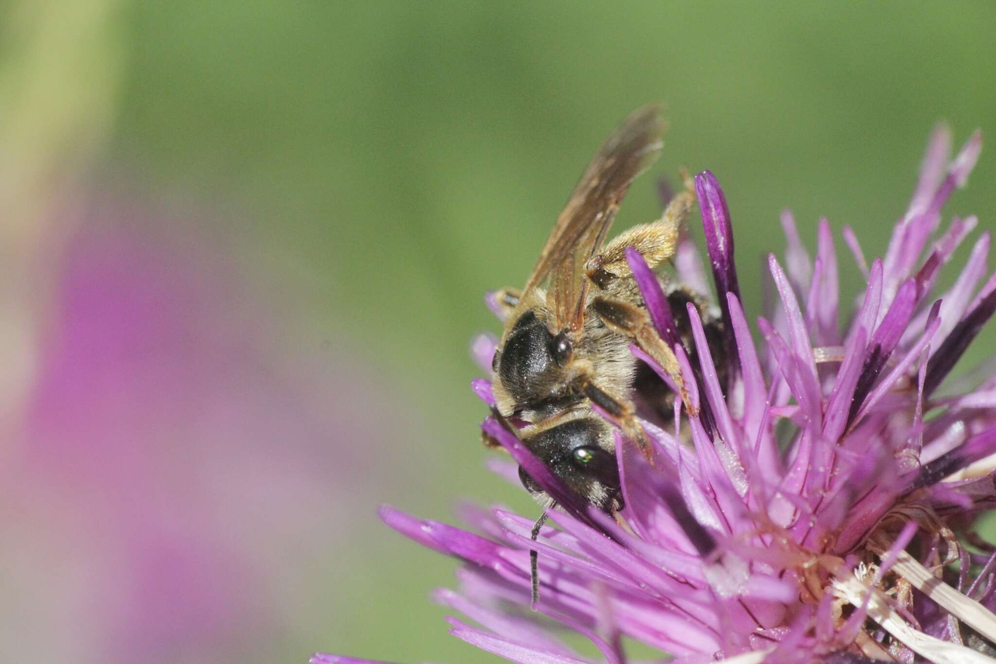 Image of Halictus quadricinctus (Fabricius 1776)