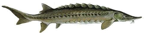 Image of Gulf Sturgeon