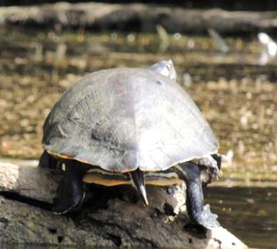 Image of Trachemys venusta venusta (Gray 1855)