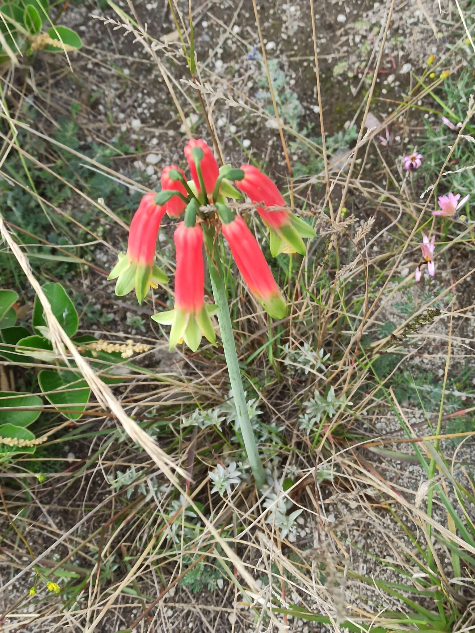 Imagem de Phaedranassa dubia (Kunth) J. F. Macbr.