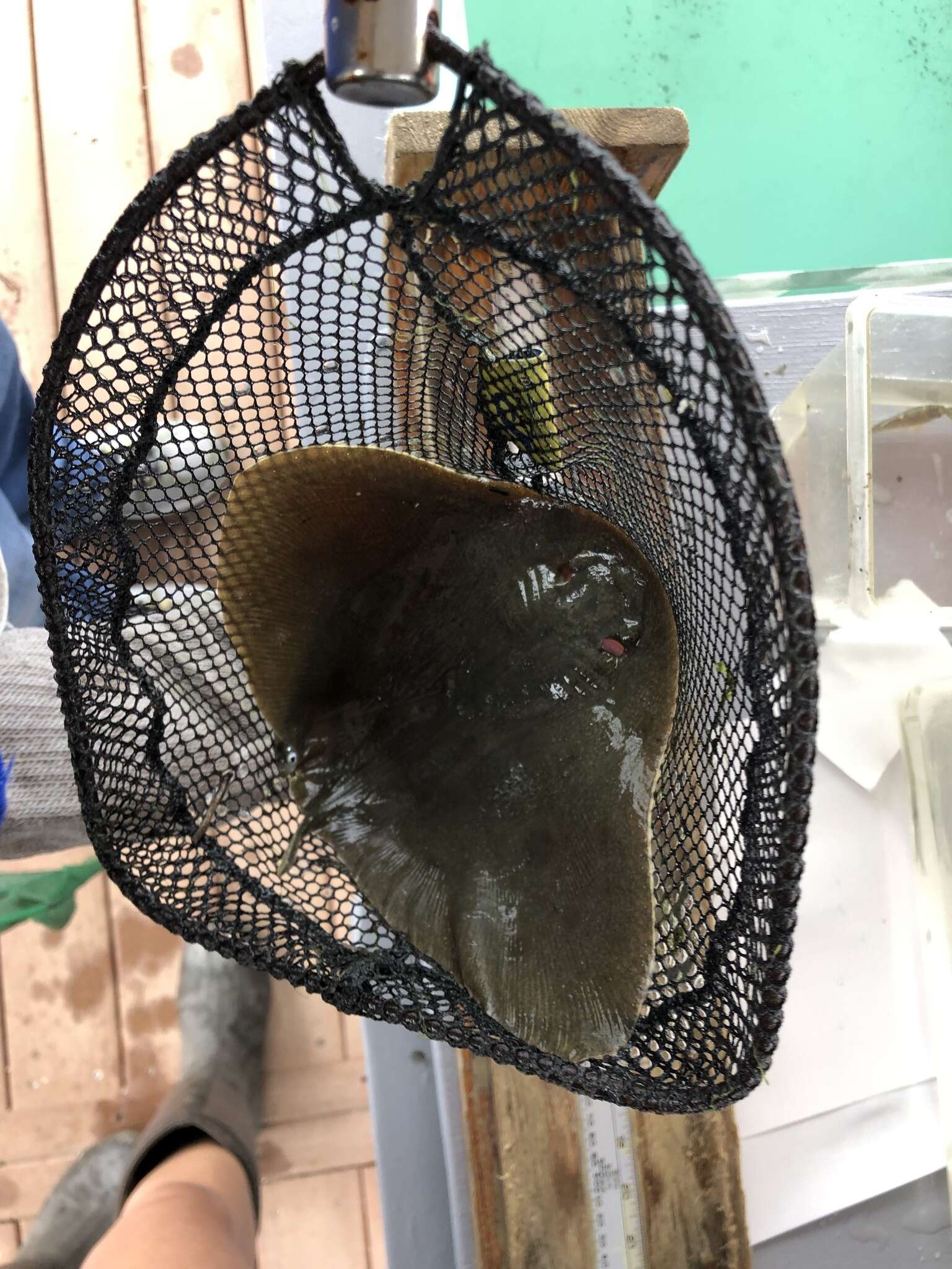 Image of California Butterfly Ray