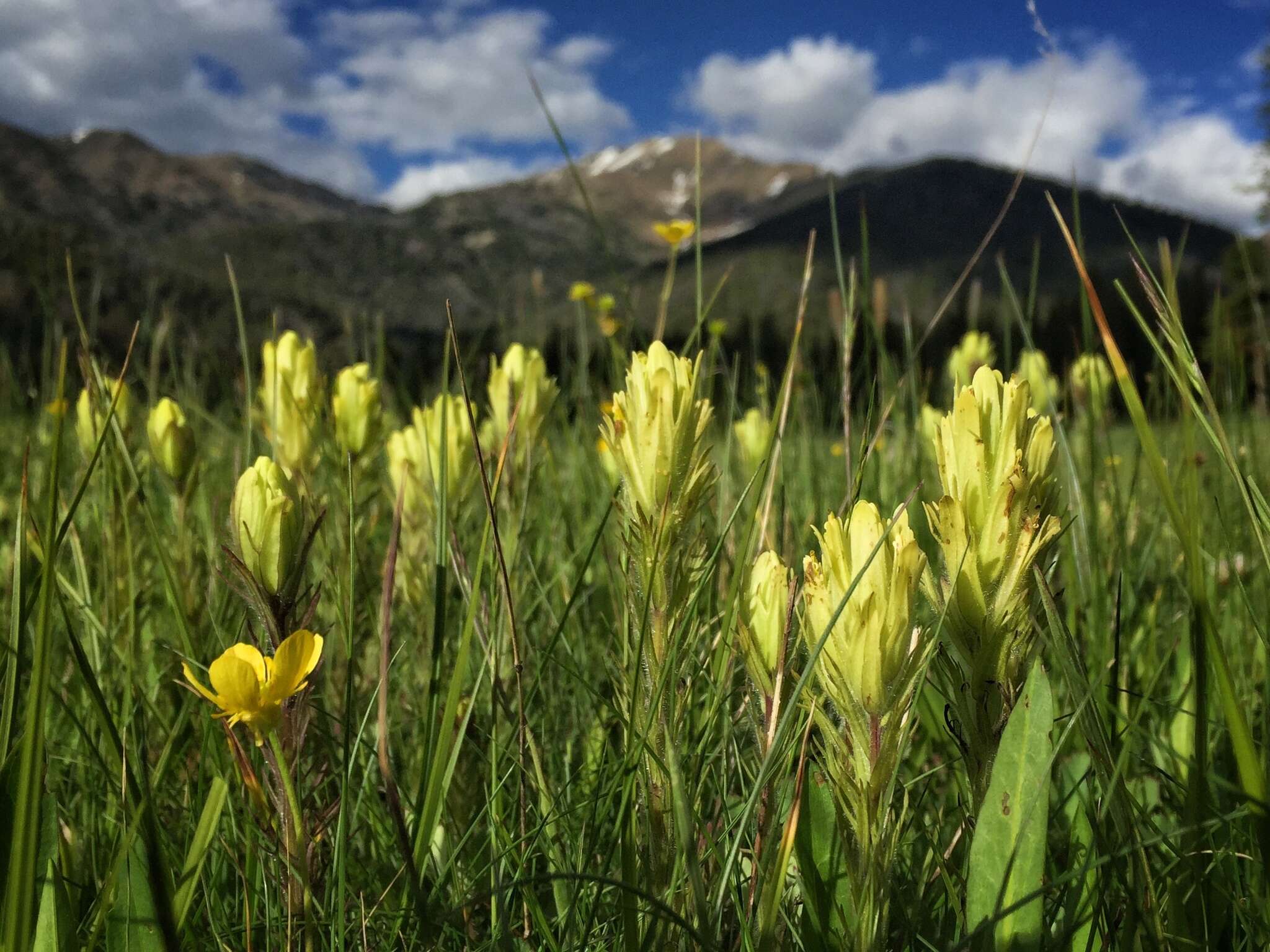 Sivun Castilleja cusickii Greenm. kuva