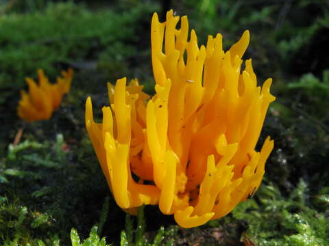 Image of Calocera viscosa (Pers.) Fr. 1821