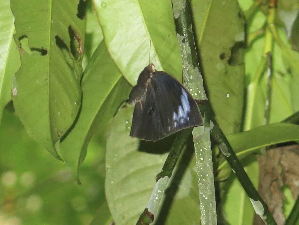 Imagem de Discophora necho Felder 1866