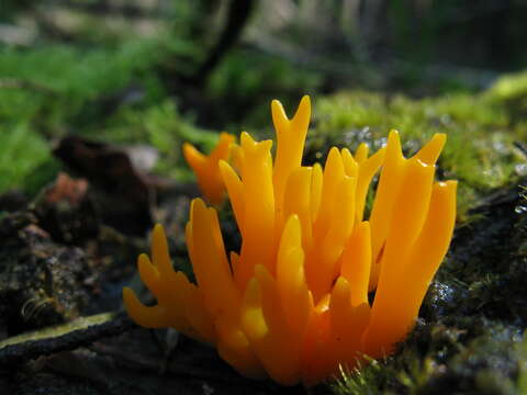 Image of Calocera viscosa (Pers.) Fr. 1821