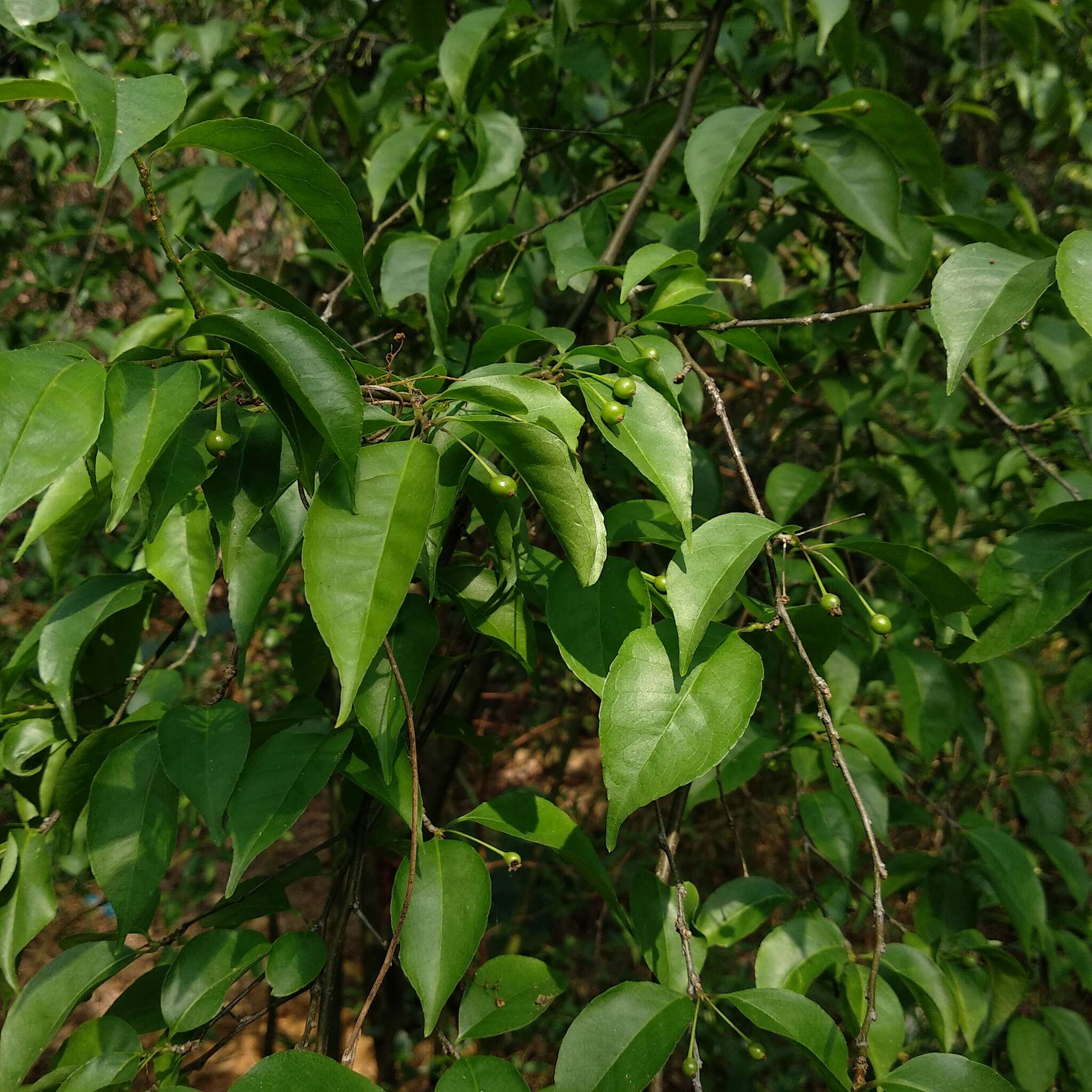 Image of Ilex asprella (Hook. & Arn.) Champ. ex Benth.