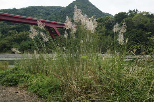 Image of Wild Sugar-Cane