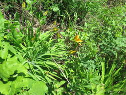 Image of Amur daylily