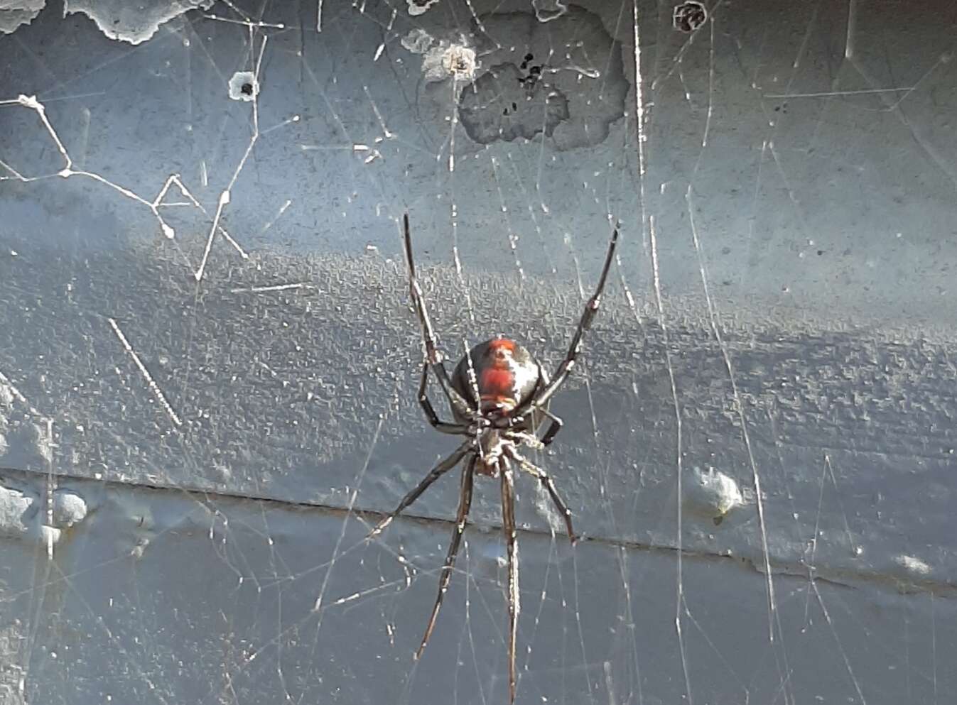 Latrodectus mirabilis (Holmberg 1876)的圖片