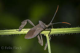 Image of Acanthocephala heissi Brailovsky 2006