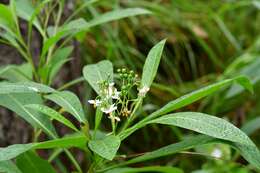 Plancia ëd Solanum aligerum Schltdl.