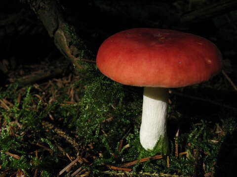 Image of Russula emetica (Schaeff.) Pers. 1796