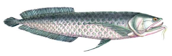 Image of silver arowana