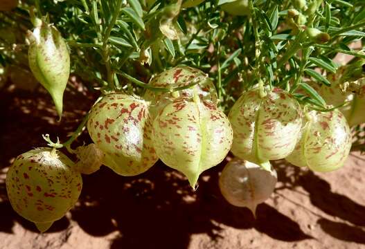 Sivun Astragalus wardii A. Gray kuva