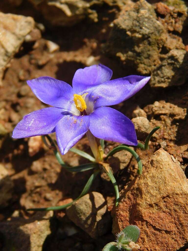 Image de Syringodea longituba (Klatt) Kuntze