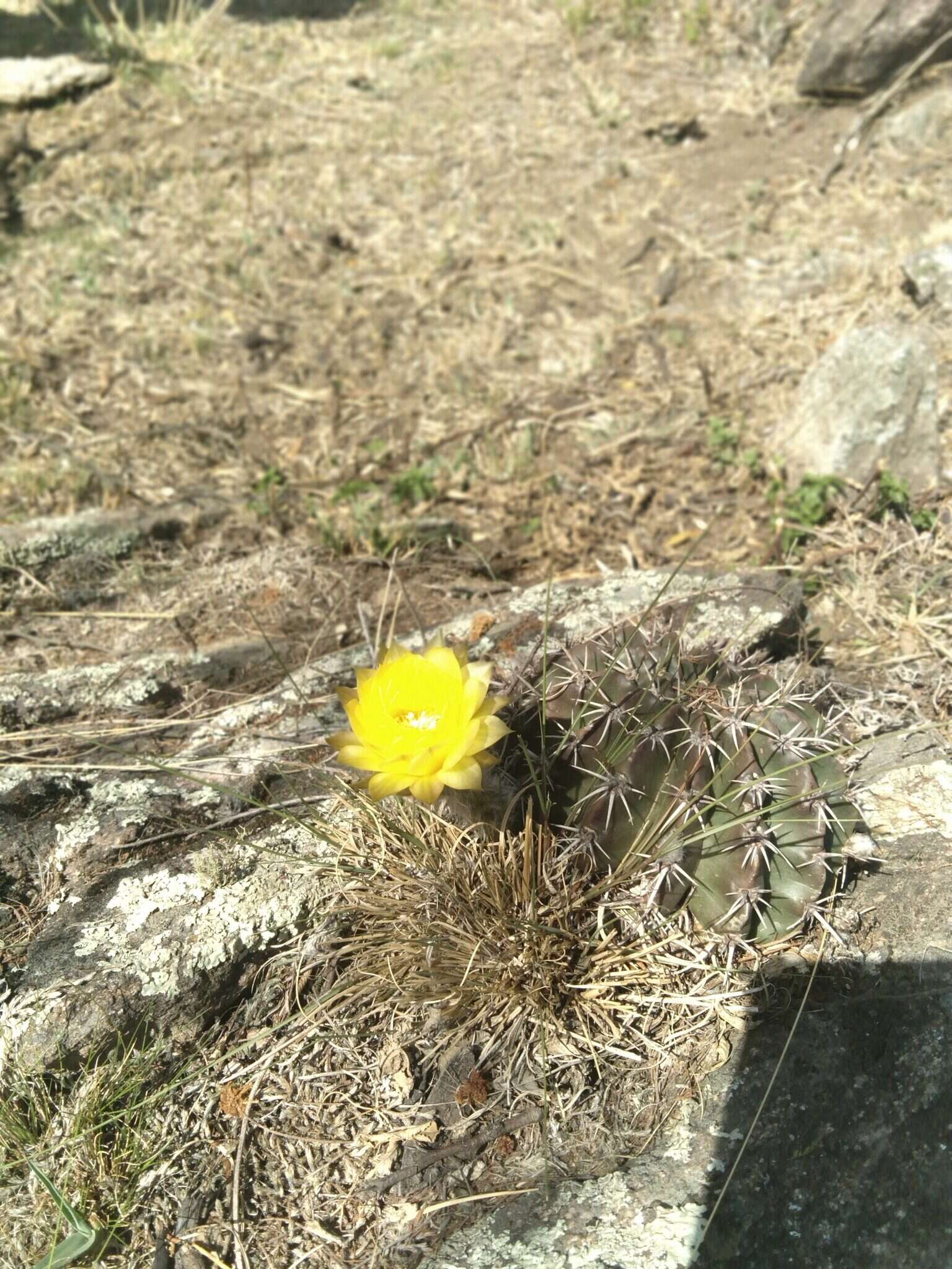 Image of Echinopsis aurea Britton & Rose