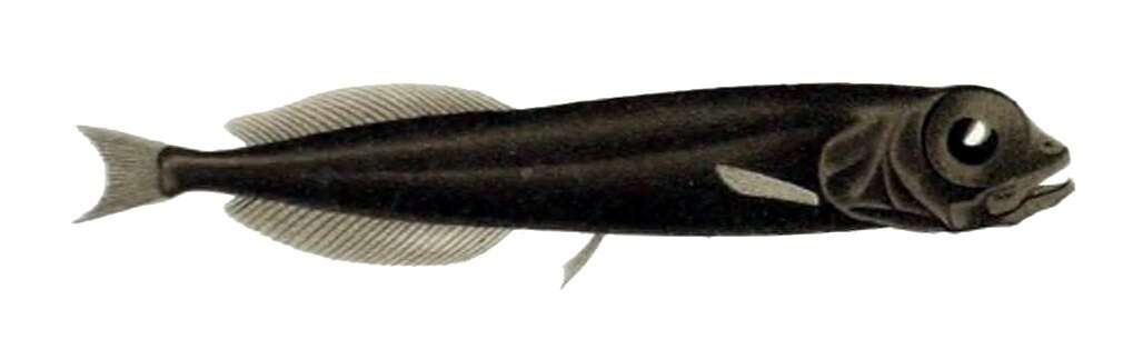 Image of Xenodermichthys