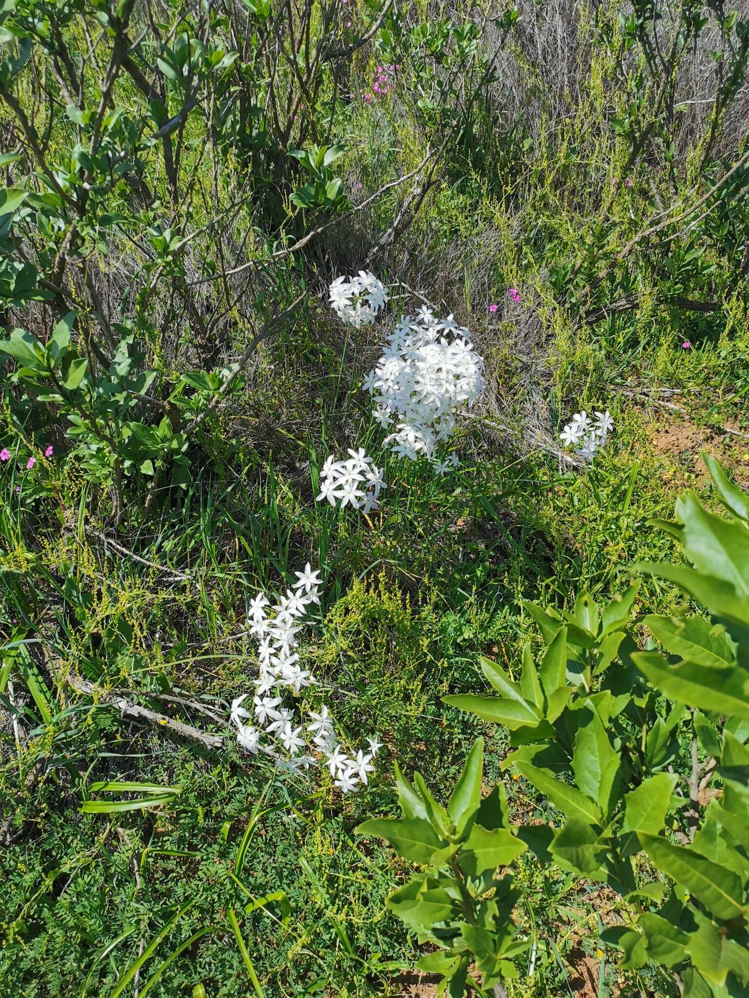 Imagem de Leucocoryne ixioides (Sims) Lindl.