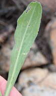 Imagem de Silene undulata subsp. undulata