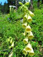 Слика од Digitalis grandiflora Mill.