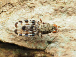 Plancia ëd Pseudotephritis approximata Banks 1914