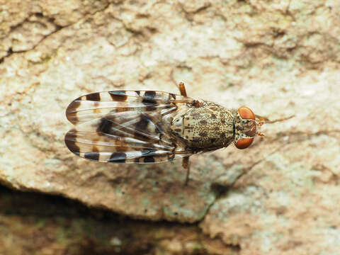 Image of Pseudotephritis approximata Banks 1914