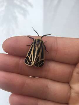 Image of Harnessed Tiger Moth